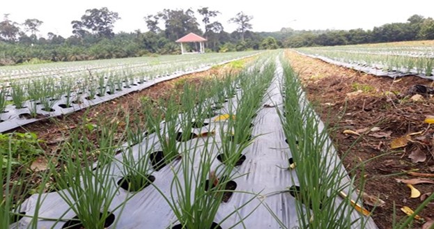  Rendahnya Tingkat Pengetahuan  Petani di Rohul Dalam Budidaya Bawang Marah, Distanhorti Melaksanakan Pengkajian Teknologi Budidaya Bawang Merah.